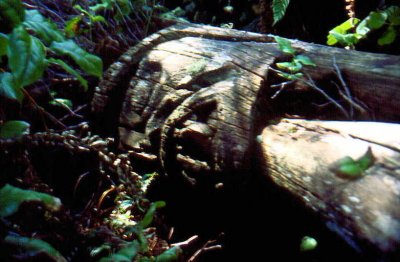 The soon to be gone remains of a totem pole.